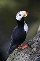 Horned Puffin